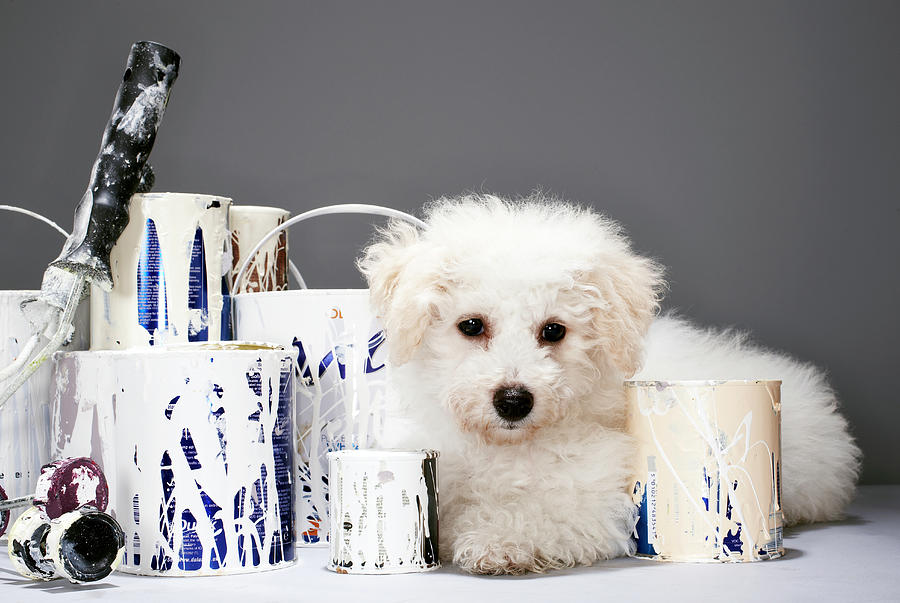 Puppy Sitting Amongst Paint Tins Photograph by Martin Poole