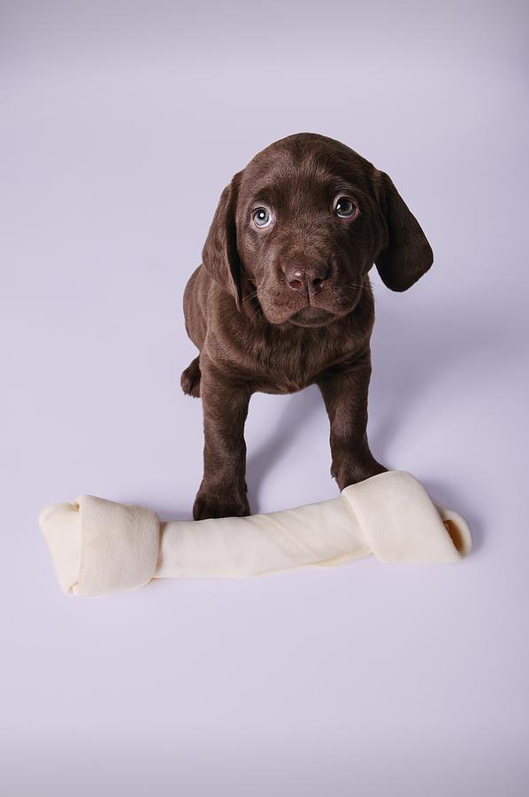 Puppy Sitting By A Bone Photograph by Design Pics