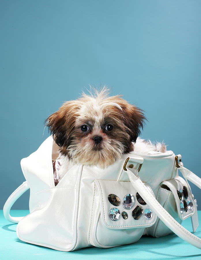 Puppy Sitting In Handbag Photograph by Martin Poole