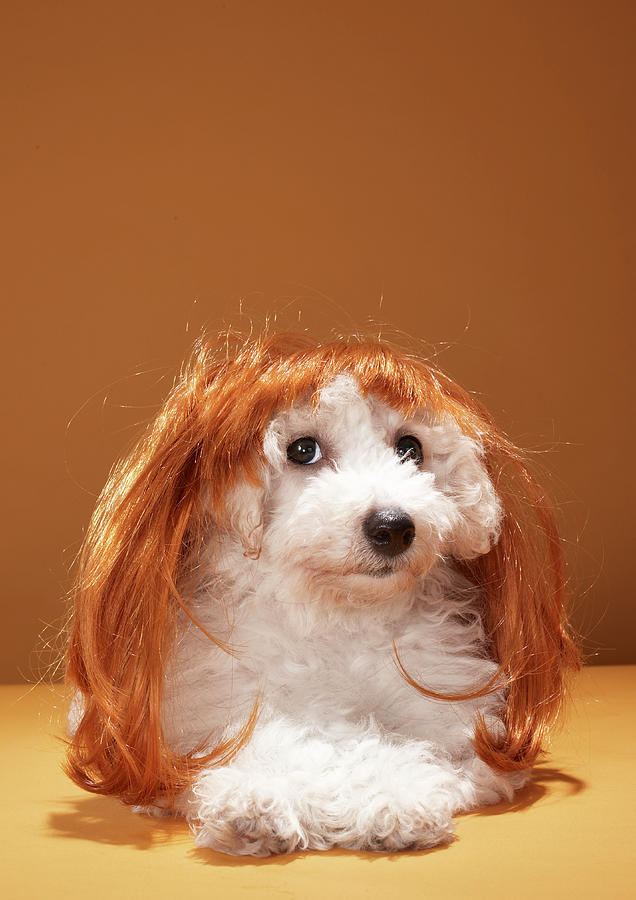Puppy Wearing Ginger Wig Photograph by Martin Poole