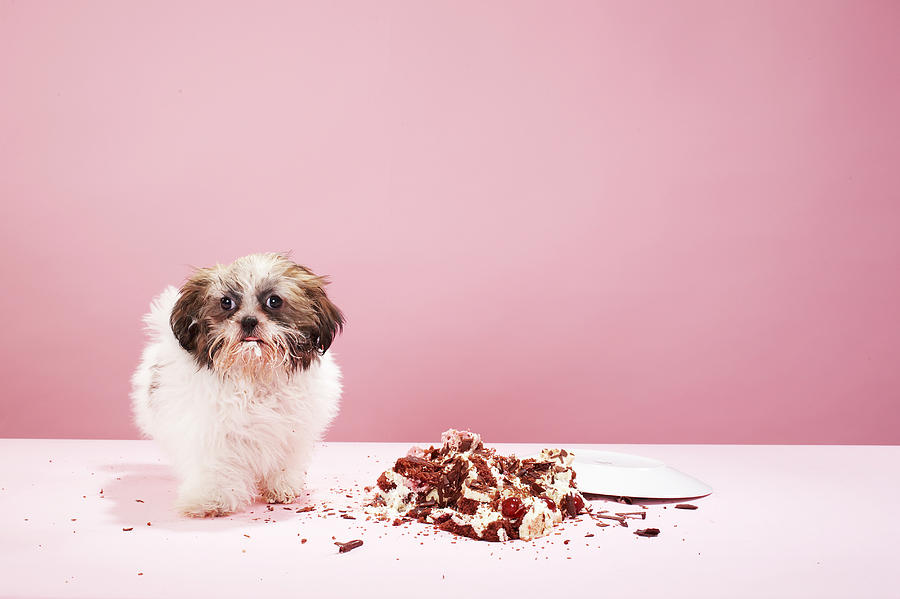 Puppy With Cake On Floor Photograph by Martin Poole