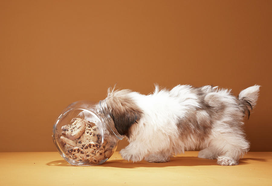 Puppy With Head In Cookie Jar Photograph by Martin Poole
