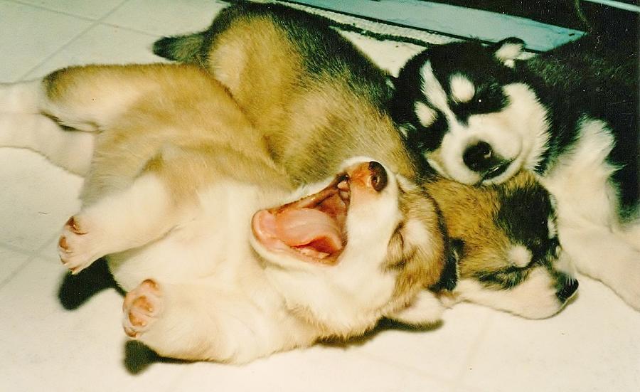 Puppy Yawn Photograph by Lynda Dawson-Youngclaus