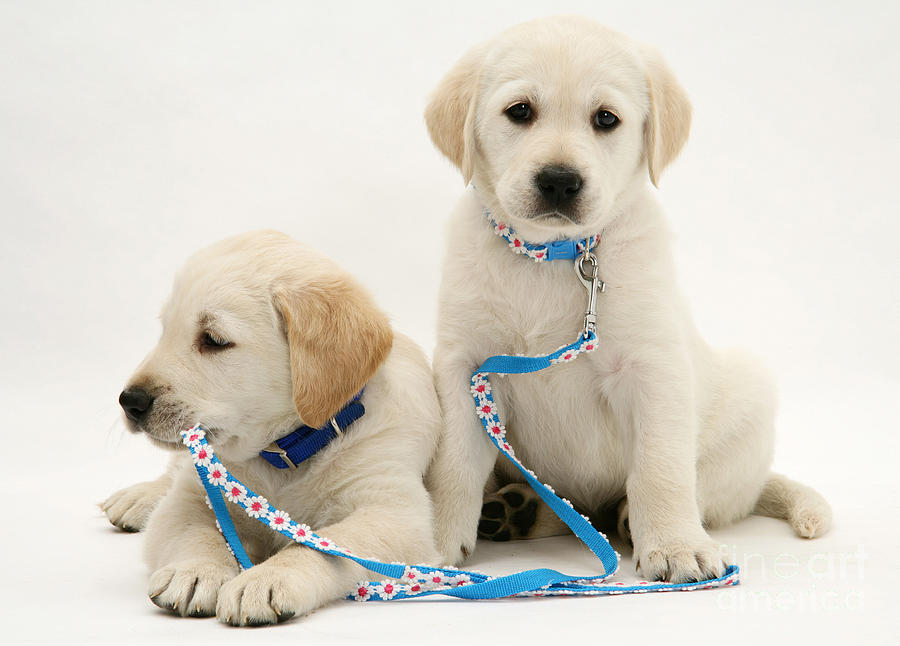 Pups With Collar And Lead Photograph by Jane Burton