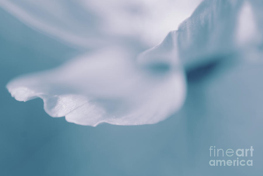 Flowers Still Life Photograph - Pure Identity by Aimelle Ml