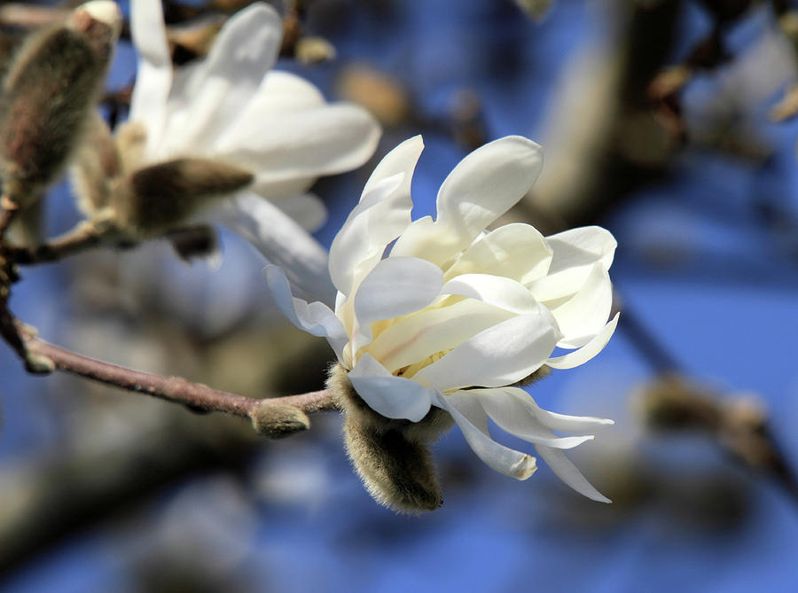 Pure Magnolia Flower Photograph