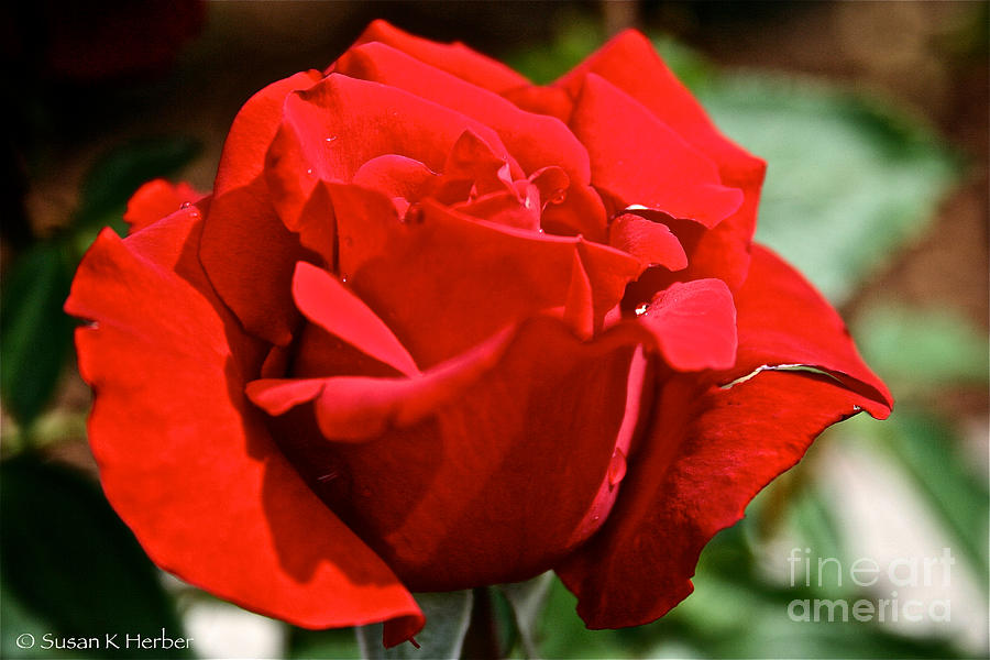 Pure Red Rose Photograph by Susan Herber