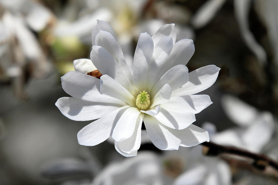Pure star magnolia flower Photograph by Pierre Leclerc Photography