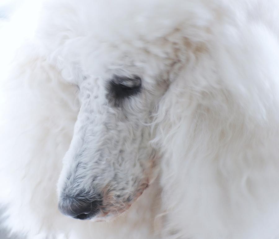 Pet Portraits Photograph - Pure White by Lisa  DiFruscio