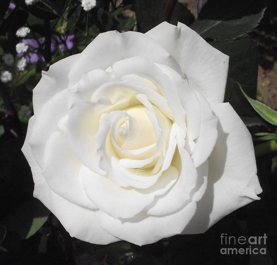 Pure White Rose Photograph by Michelle Welles