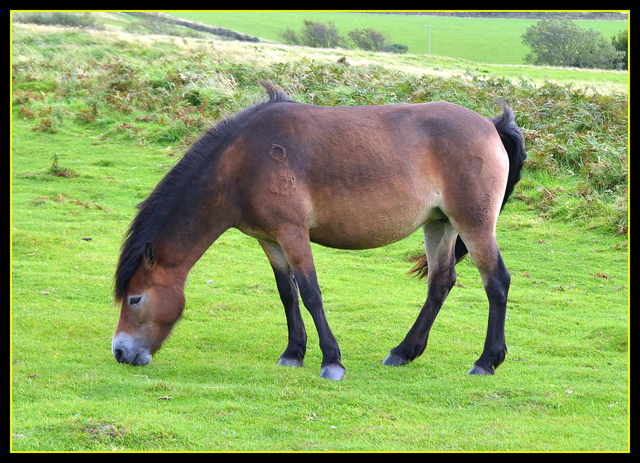 Purebred Exmoor Pony Photograph by Carla Parris