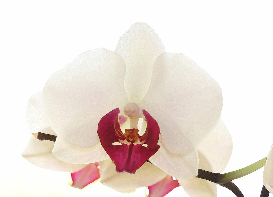 Purely Orchid Photograph by Marie Jamieson