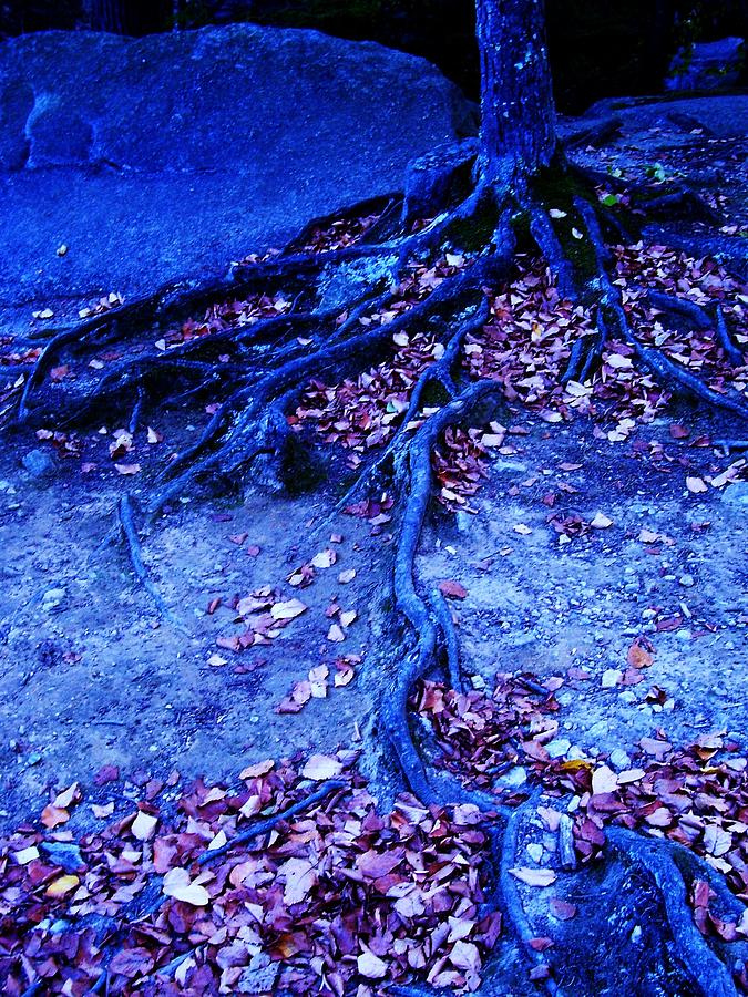 Nature Photograph - Purgatorys Tree  by Allison Emmi