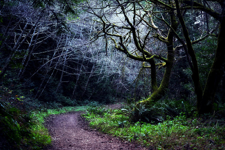 San Francisco Photograph - Purisima Creek Trail by Matt Hanson