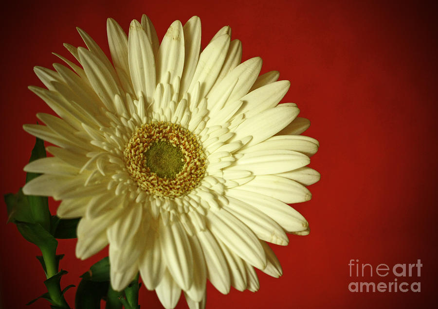 Nature Photograph - Purity and Passion by Inspired Nature Photography Fine Art Photography