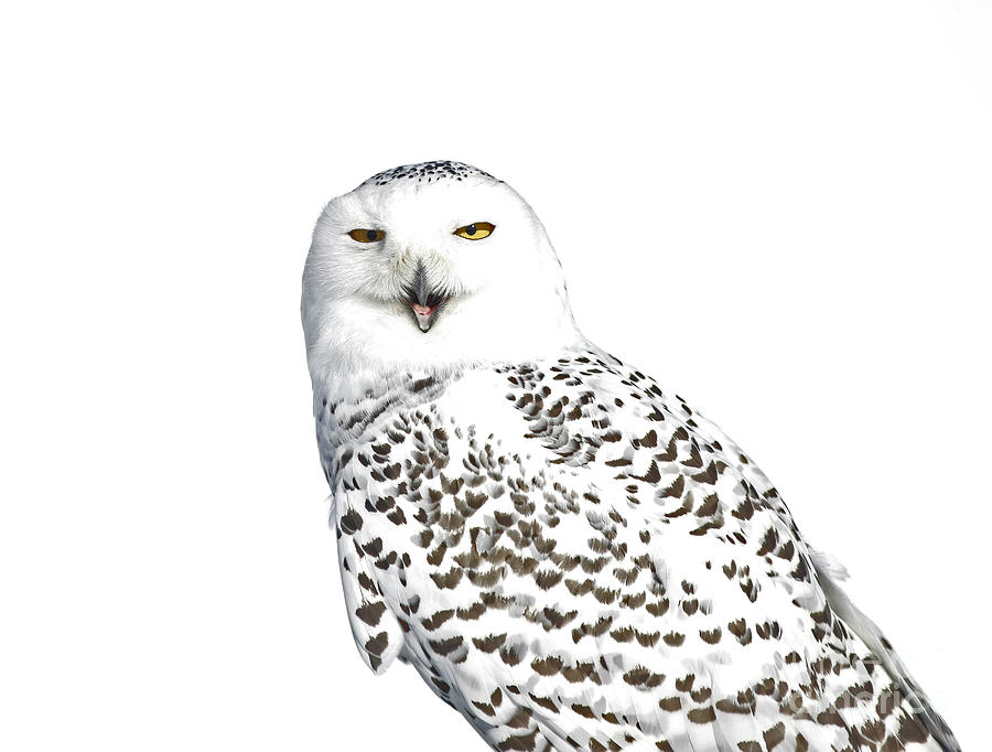 Owl Photograph - Purity- Snowy Owl in the Winter Snow by Inspired Nature Photography Fine Art Photography