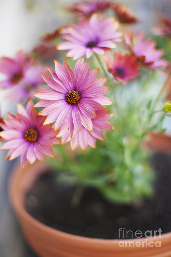 Purple African Daisies in Flower Pot Photograph by Susan Gary