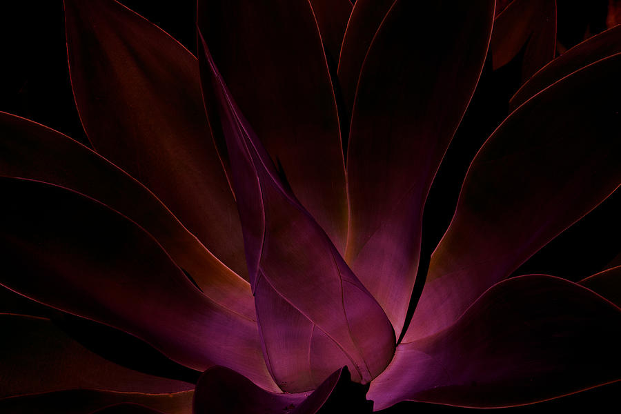 Purple Agave Photograph by Roger Mullenhour