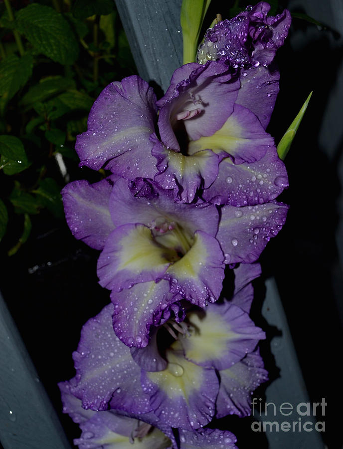Nature Photograph - Purple and Cream Gladiolus by Eva Thomas