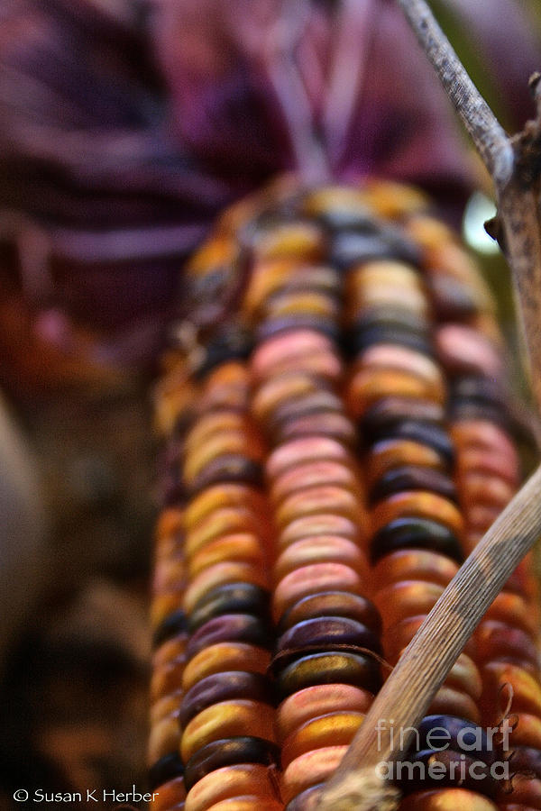 Purple And Gold Corn Photograph by Susan Herber