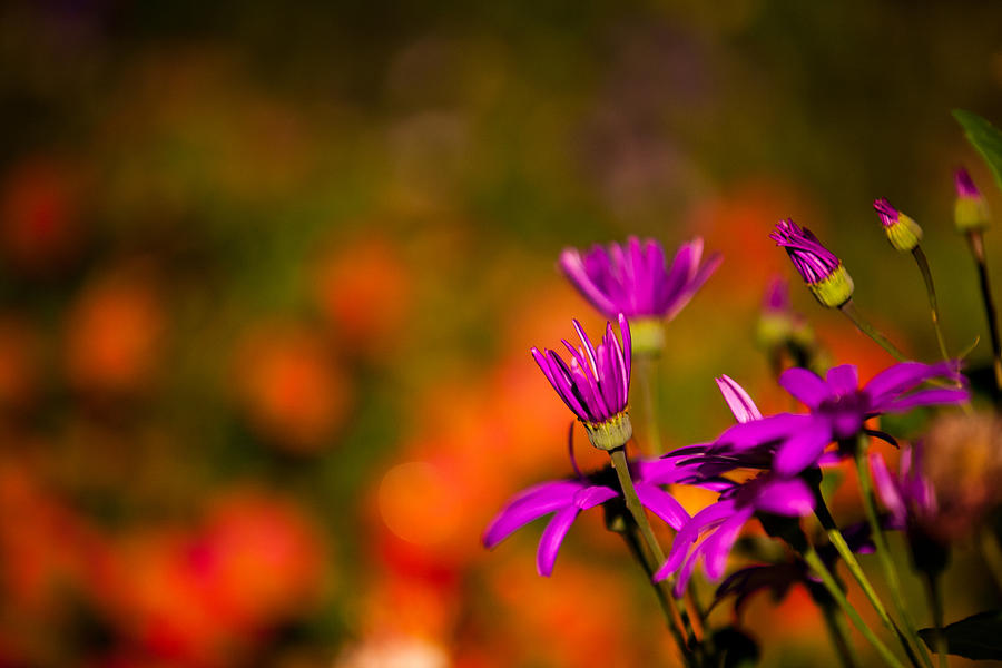 Purple and Orange Flowers Photograph by Joseph Bowman