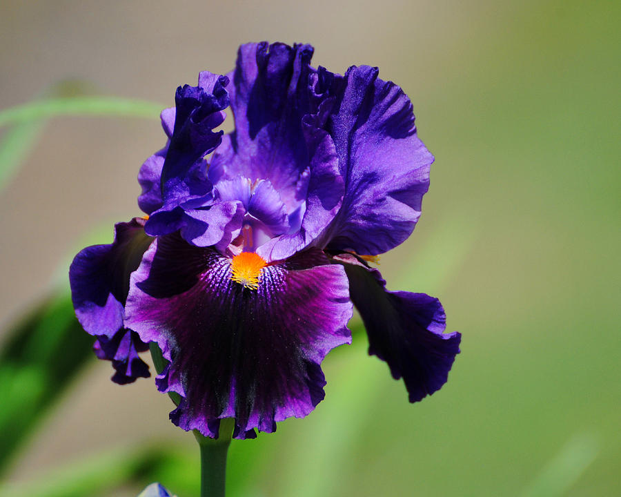 Purple and Orange Iris 2 Photograph by Jai Johnson
