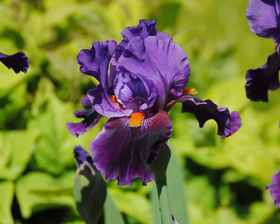 Purple and Orange Iris Flower Photograph by Jai Johnson