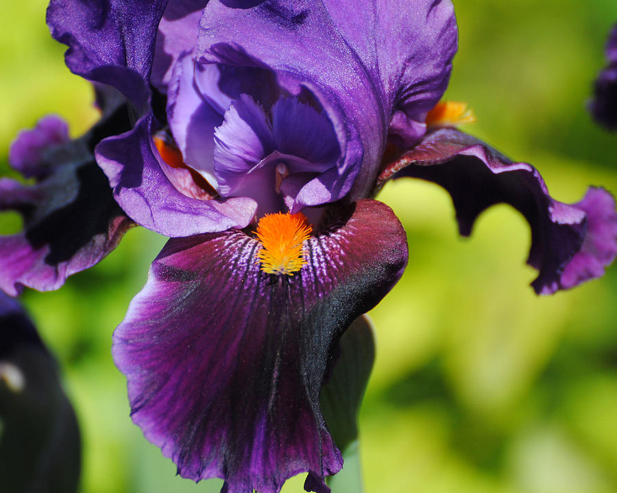 Purple and Orange Iris II Photograph by Jai Johnson