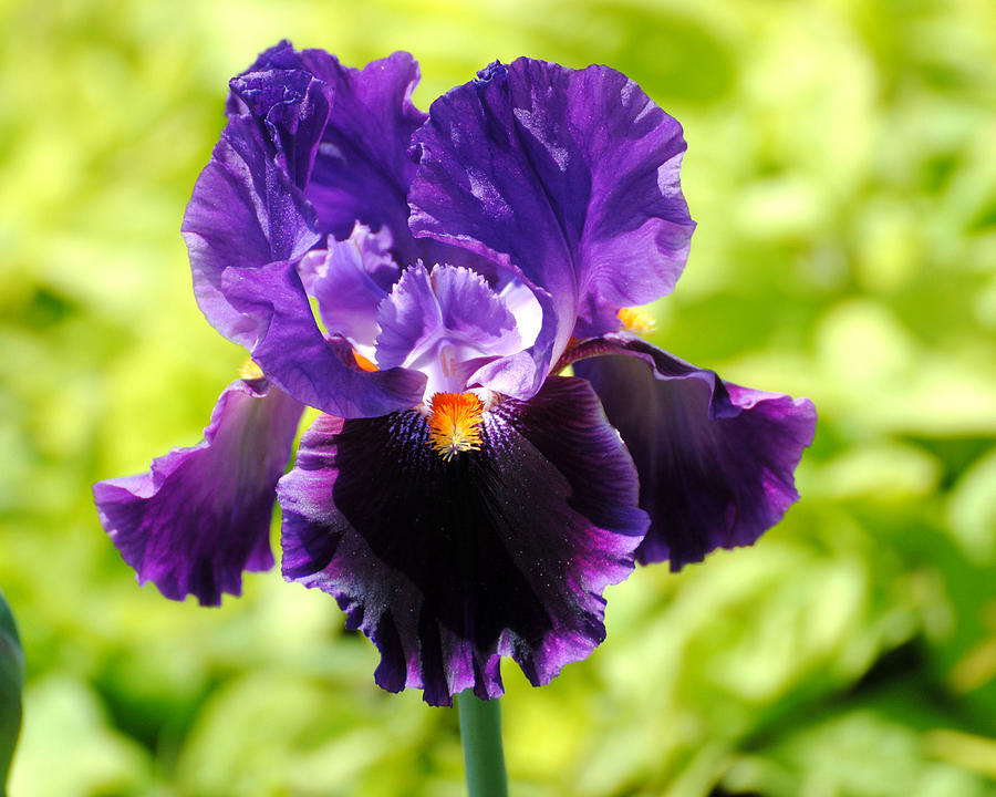 Purple and Orange Iris Photograph by Jai Johnson