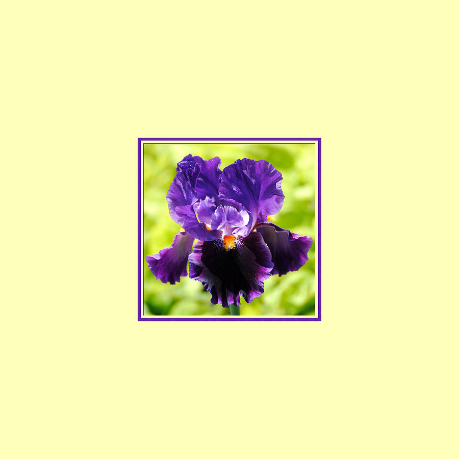Purple and Orange Iris Photo Square Photograph by Jai Johnson