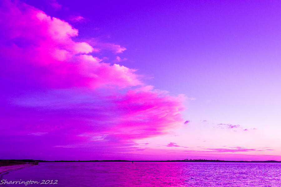 Purple and Pink Photograph by Shannon Harrington