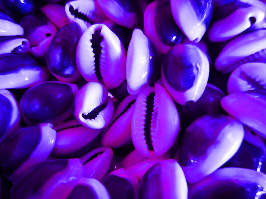 Purple and Pink Shells Photograph by Kym Backland