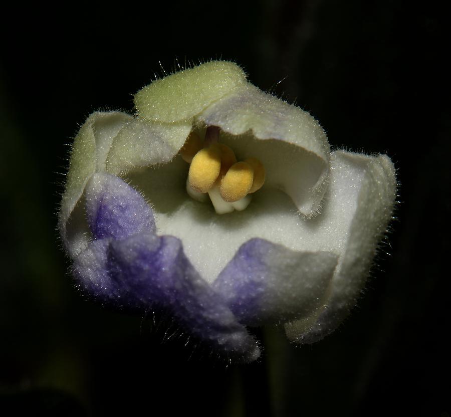 Purple and White African Violet - 2 Photograph by Robert Morin