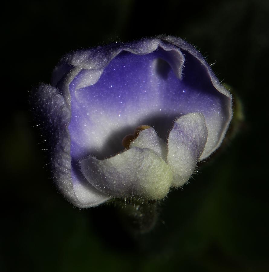 Purple and White African Violet - 3 Photograph by Robert Morin