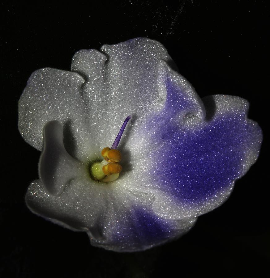 Purple and White African Violet - 4 Photograph by Robert Morin