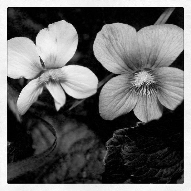 Black And White Photograph - purple and white flower in BW by Justin Connor