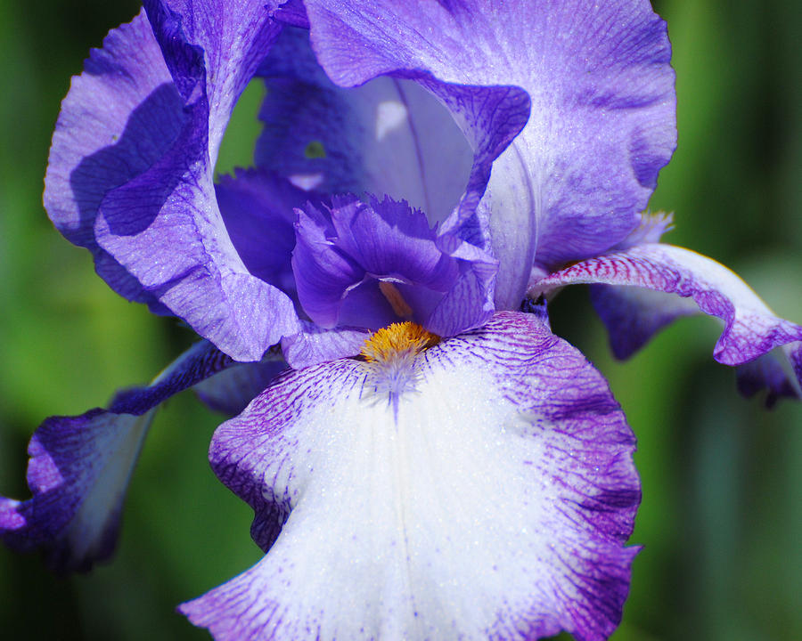 Purple and White Iris Flower Photograph by Jai Johnson