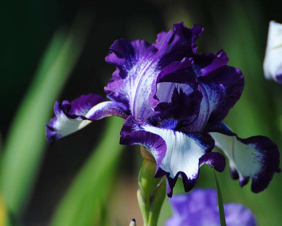 Purple and White Iris Photograph by Jai Johnson