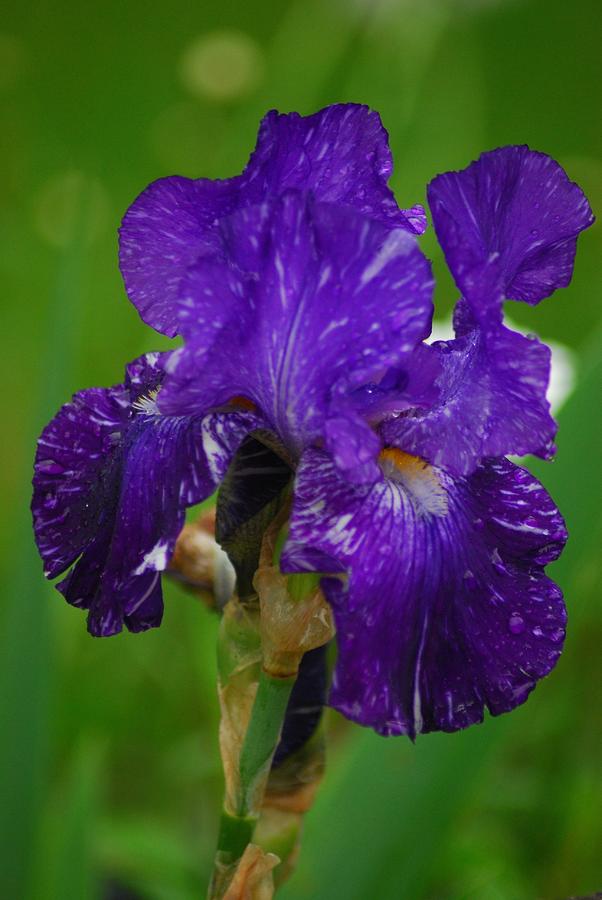 Purple and White Iris Photograph by Wanda Jesfield