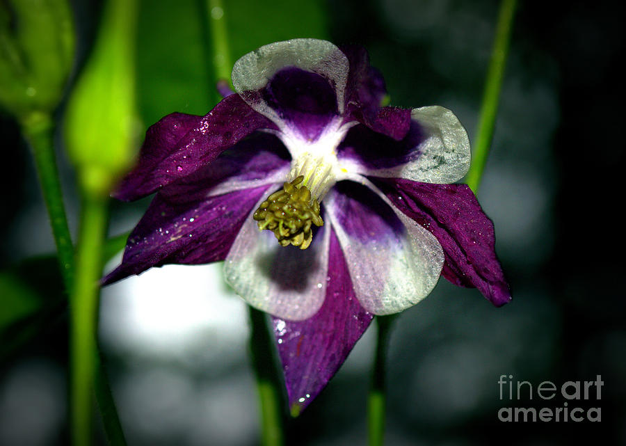 Purple and White Photograph by Kevin Fortier