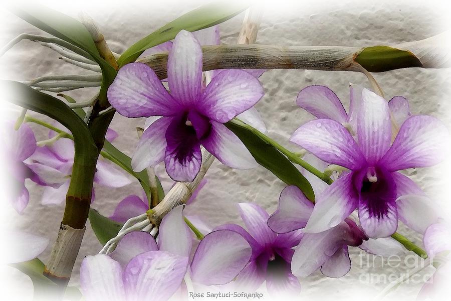 Purple And White Orchids 2 Photograph by Rose Santuci-Sofranko