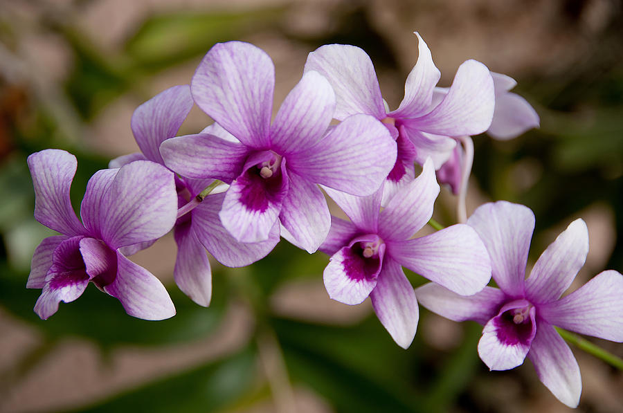 Purple and White Orchids Photograph by John Black