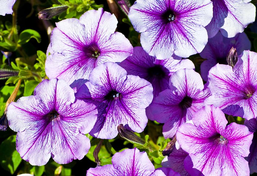 Purple And White Petunias by Joe Beakey - Purple And White Petunias ...