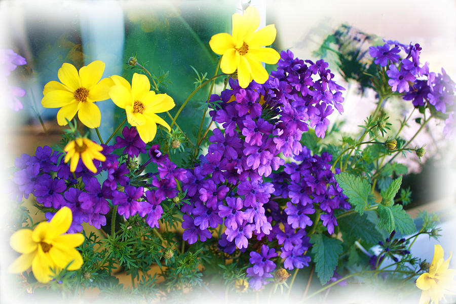 Purple and Yellow Delight Photograph by Liz Evensen