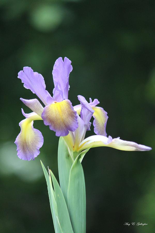 Purple and Yellow Iris  Photograph by Amy Gallagher