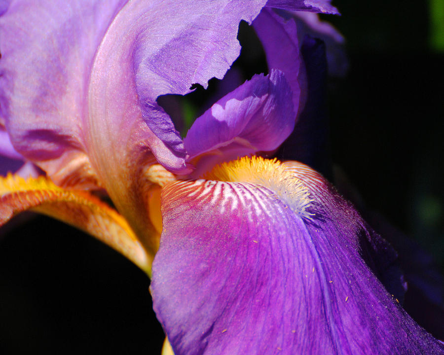 Purple and Yellow Iris Close Up II Photograph by Jai Johnson