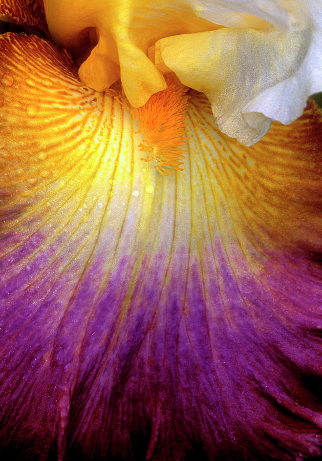 Purple and Yellow Iris Photograph by Dave Mills