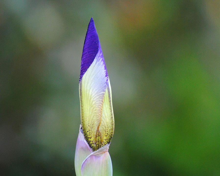 Purple and Yellow Iris Flower Bud Photograph by Jai Johnson