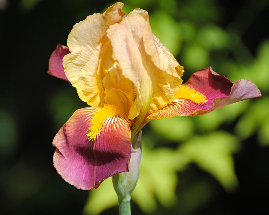 Purple and Yellow Iris II Photograph by Jai Johnson