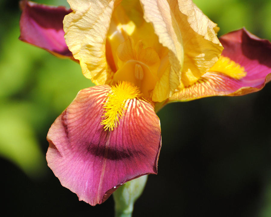 Purple and Yellow Iris III Photograph by Jai Johnson